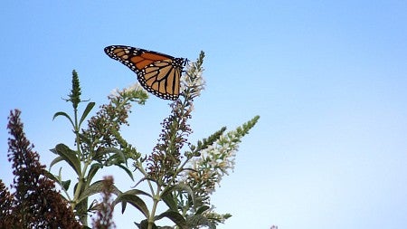 Monarch perched on milkweed against a blue sky. Photo by Sodai Gomi, Flickr Creative Commons 2.0