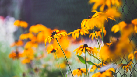 Bright yellow flowers grow along a fence (By Kaboompics .com from Pexels).