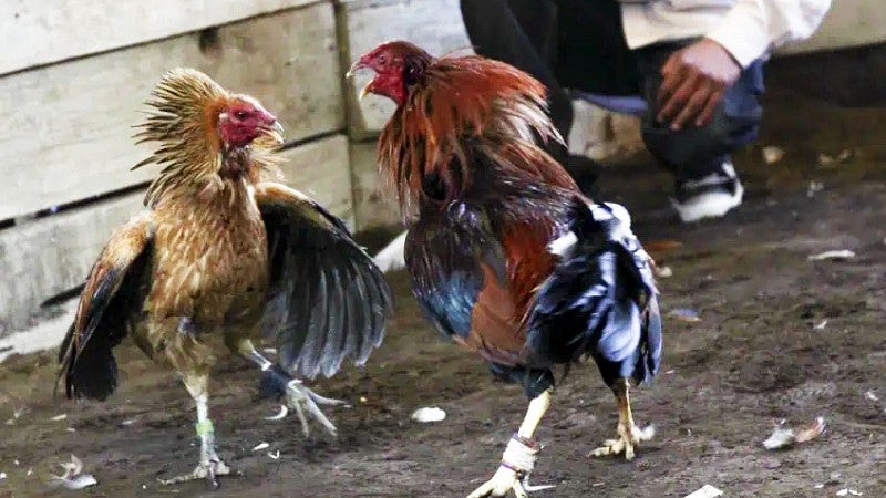 two roosters engaged in a cockfight