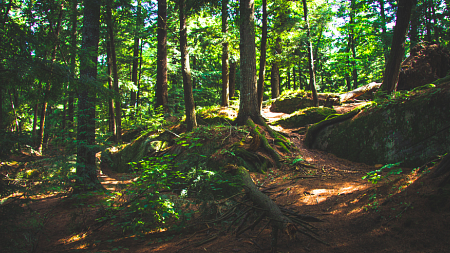 A forest with sunlight streaming through the green canopy.