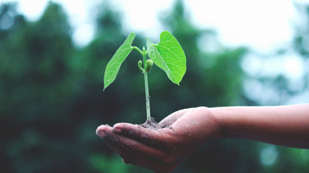 A person holds out their hand, in which a small plant is sprouting from a mound of dirt (By Akil Mazumder from Pexels). 