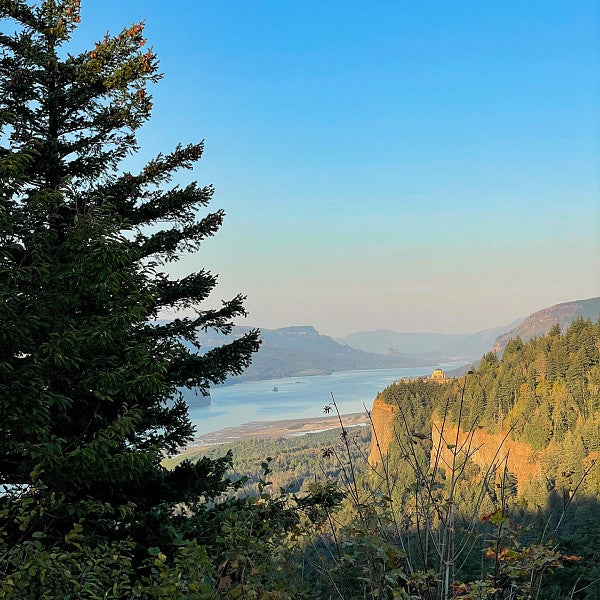 landscape view with the Columbia River Gorge in the background and a large pine tree in the foreground